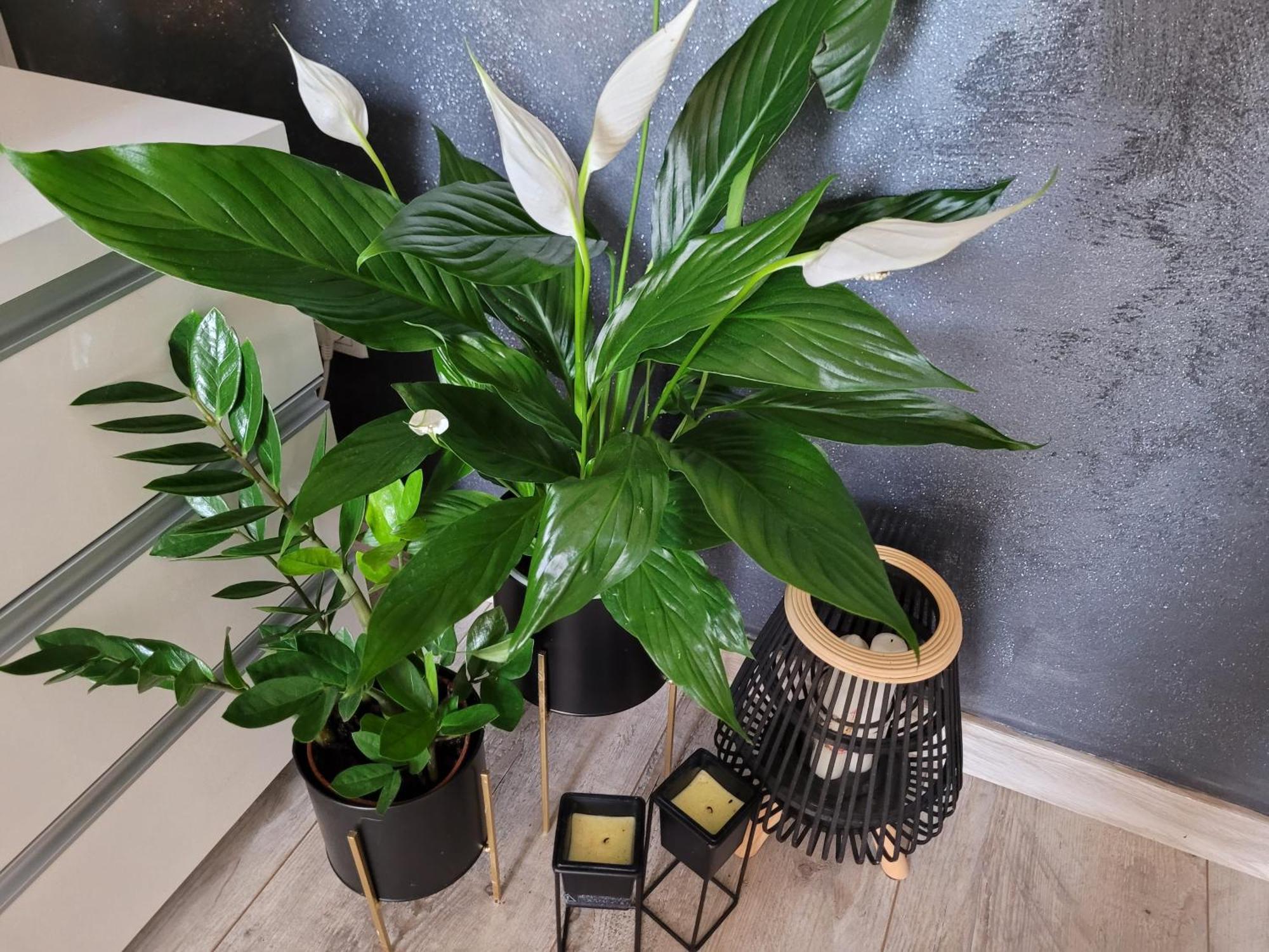 Apartament Lilla Jelenia Gora Dış mekan fotoğraf